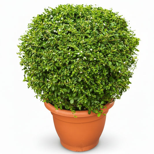Ehretia microphylla, Fukien Tea Tree, Ball - www.Greenie.ae Buy online Best and Healthy Plants and quality products guarantee in Dubai Plants Shop in Dubai Abu Dhabi all over UAE Plants near me Fresh Plants in Dubai where to buy plants in UAE - Greenie.ae