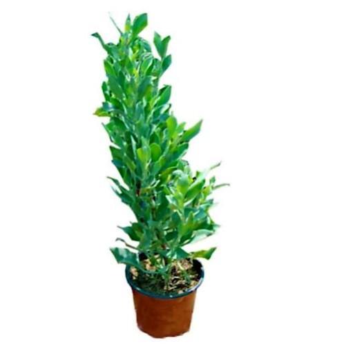 Atriplex halimus, Salt Bush - www.Greenie.ae Buy online Best and Healthy Plants and quality products guarantee in Dubai Plants Shop in Dubai Abu Dhabi all over UAE Plants near me Fresh Plants in Dubai where to buy plants in UAE - Greenie.ae