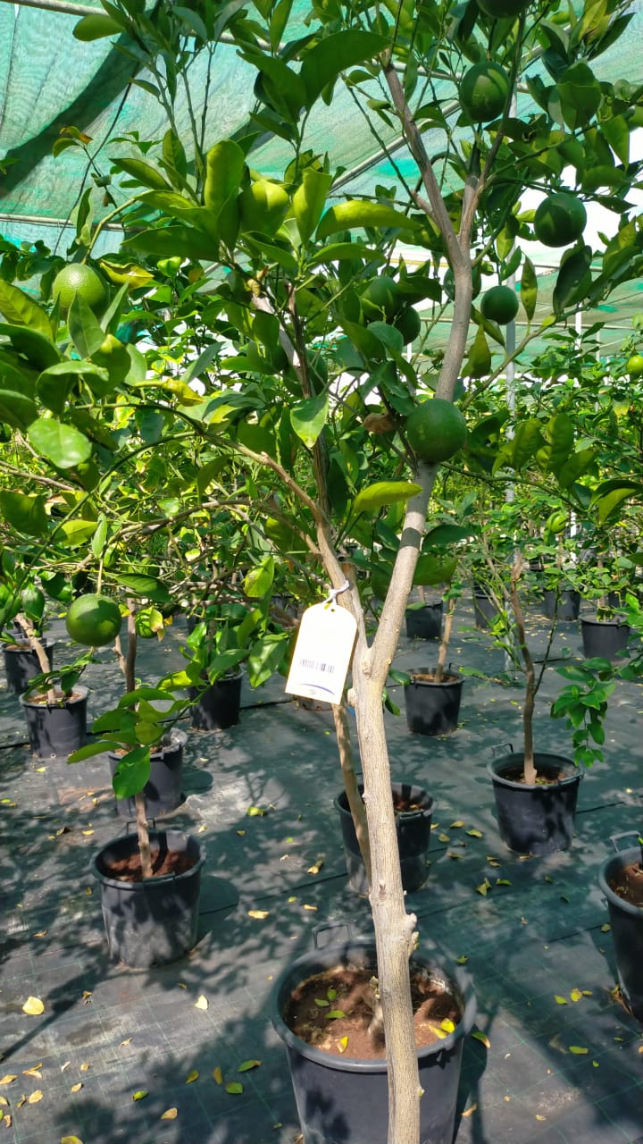 Citrus orange, Abu Surra, Orange Tree - www.Greenie.ae Buy online Best and Healthy Plants and quality products guarantee in Dubai Plants Shop in Dubai Abu Dhabi all over UAE Plants near me Fresh Plants in Dubai where to buy plants in UAE - Greenie.ae