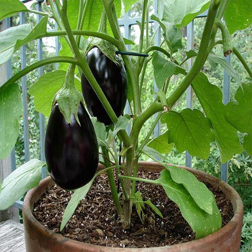 Eggplant - www.Greenie.ae Buy online Best and Healthy Plants and quality products guarantee in Dubai Plants Shop in Dubai Abu Dhabi all over UAE Plants near me Fresh Plants in Dubai where to buy plants in UAE - Greenie.ae