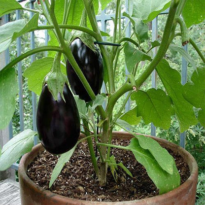 Eggplant - www.Greenie.ae Buy online Best and Healthy Plants and quality products guarantee in Dubai Plants Shop in Dubai Abu Dhabi all over UAE Plants near me Fresh Plants in Dubai where to buy plants in UAE - Greenie.ae