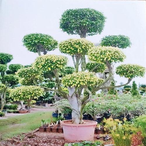 Ficus Multi Ficus Multi Head Dubai UAE best online Plants