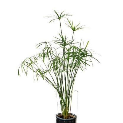 Cyperus Alternifolius, Umbrella Papyrus - www.Greenie.ae Buy online Best and Healthy Plants and quality products guarantee in Dubai Plants Shop in Dubai Abu Dhabi all over UAE Plants near me Fresh Plants in Dubai where to buy plants in UAE - Greenie.ae