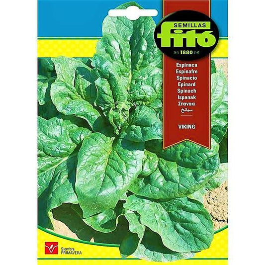 Spinach Viking Seeds - www.Greenie.ae Buy online Best and Healthy Plants and quality products guarantee in Dubai Plants Shop in Dubai Abu Dhabi all over UAE Plants near me Fresh Plants in Dubai where to buy plants in UAE - Greenie.ae