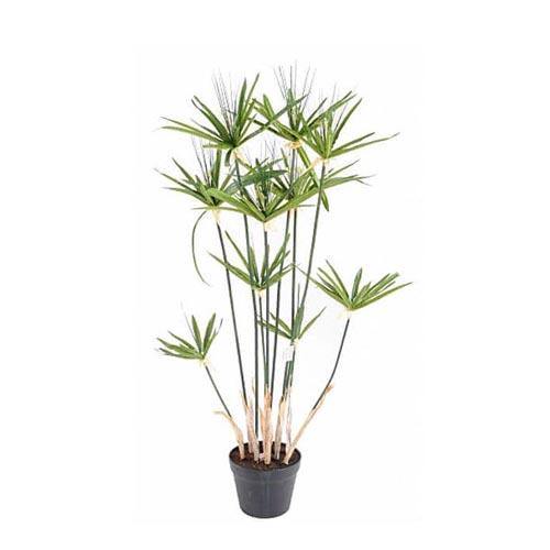 Cyperus Alternifolius, Umbrella Papyrus - www.Greenie.ae Buy online Best and Healthy Plants and quality products guarantee in Dubai Plants Shop in Dubai Abu Dhabi all over UAE Plants near me Fresh Plants in Dubai where to buy plants in UAE - Greenie.ae