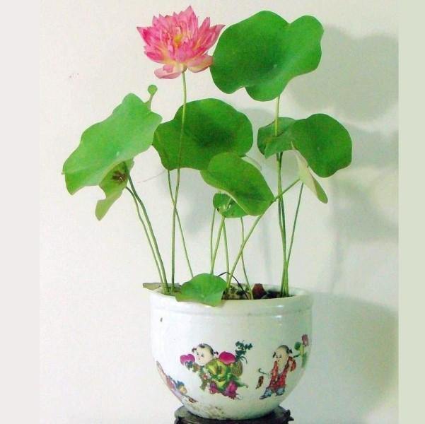 Sacred Lotus, Nelumbo Nucifera - www.Greenie.ae Buy online Best and Healthy Plants and quality products guarantee in Dubai Plants Shop in Dubai Abu Dhabi all over UAE Plants near me Fresh Plants in Dubai where to buy plants in UAE - Greenie.ae