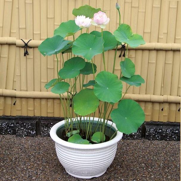 Sacred Lotus, Nelumbo Nucifera - www.Greenie.ae Buy online Best and Healthy Plants and quality products guarantee in Dubai Plants Shop in Dubai Abu Dhabi all over UAE Plants near me Fresh Plants in Dubai where to buy plants in UAE - Greenie.ae