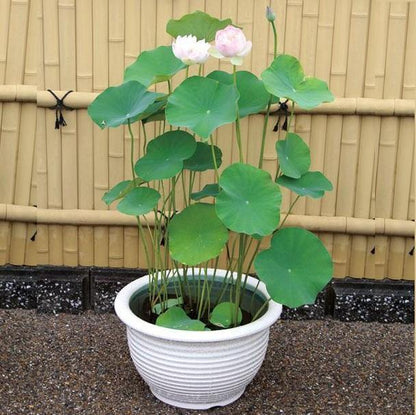 Sacred Lotus, Nelumbo Nucifera - www.Greenie.ae Buy online Best and Healthy Plants and quality products guarantee in Dubai Plants Shop in Dubai Abu Dhabi all over UAE Plants near me Fresh Plants in Dubai where to buy plants in UAE - Greenie.ae
