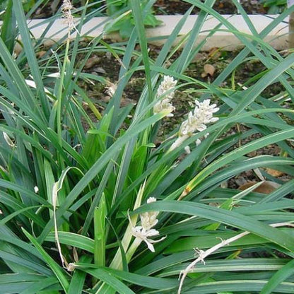 Dwarf Lilyturf, Ophiopogon Jaburan - www.Greenie.ae Buy online Best and Healthy Plants and quality products guarantee in Dubai Plants Shop in Dubai Abu Dhabi all over UAE Plants near me Fresh Plants in Dubai where to buy plants in UAE - Greenie.ae