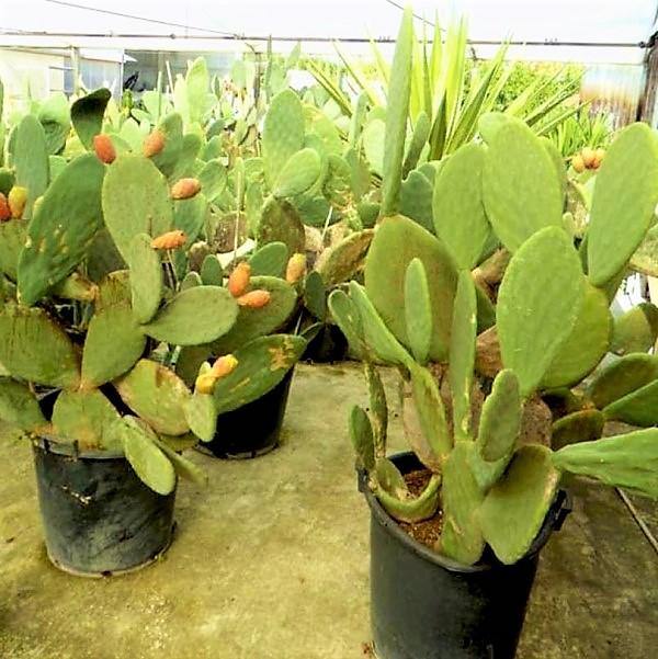 Opuntia Ficus Indica, Barbary Fig, Indian Fig - www.Greenie.ae Buy online Best and Healthy Plants and quality products guarantee in Dubai Plants Shop in Dubai Abu Dhabi all over UAE Plants near me Fresh Plants in Dubai where to buy plants in UAE - Greenie.ae