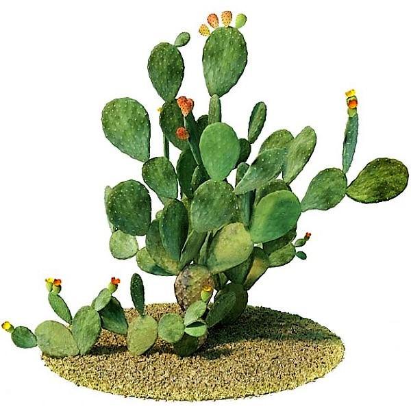 Opuntia Ficus Indica, Barbary Fig, Indian Fig - www.Greenie.ae Buy online Best and Healthy Plants and quality products guarantee in Dubai Plants Shop in Dubai Abu Dhabi all over UAE Plants near me Fresh Plants in Dubai where to buy plants in UAE - Greenie.ae