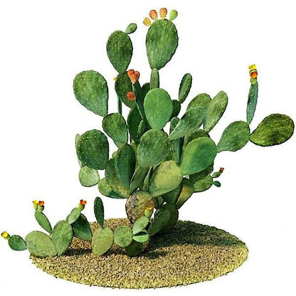 Opuntia Ficus Indica, Barbary Fig, Indian Fig - www.Greenie.ae Buy online Best and Healthy Plants and quality products guarantee in Dubai Plants Shop in Dubai Abu Dhabi all over UAE Plants near me Fresh Plants in Dubai where to buy plants in UAE - Greenie.ae