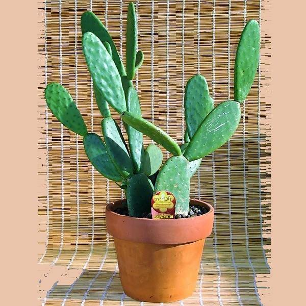 Opuntia Ficus Indica, Barbary Fig, Indian Fig - www.Greenie.ae Buy online Best and Healthy Plants and quality products guarantee in Dubai Plants Shop in Dubai Abu Dhabi all over UAE Plants near me Fresh Plants in Dubai where to buy plants in UAE - Greenie.ae