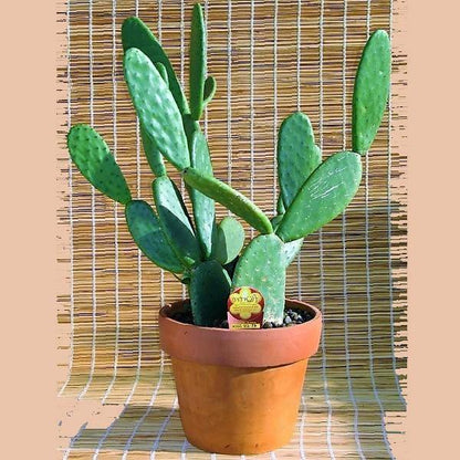 Opuntia Ficus Indica, Barbary Fig, Indian Fig - www.Greenie.ae Buy online Best and Healthy Plants and quality products guarantee in Dubai Plants Shop in Dubai Abu Dhabi all over UAE Plants near me Fresh Plants in Dubai where to buy plants in UAE - Greenie.ae