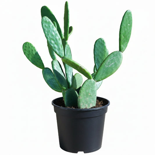 Opuntia Ficus Indica, Barbary Fig, Indian Fig - www.Greenie.ae Buy online Best and Healthy Plants and quality products guarantee in Dubai Plants Shop in Dubai Abu Dhabi all over UAE Plants near me Fresh Plants in Dubai where to buy plants in UAE - Greenie.ae