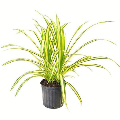 Pandanus Baptistii Variegata - www.Greenie.ae Buy online Best and Healthy Plants and quality products guarantee in Dubai Plants Shop in Dubai Abu Dhabi all over UAE Plants near me Fresh Plants in Dubai where to buy plants in UAE - Greenie.ae