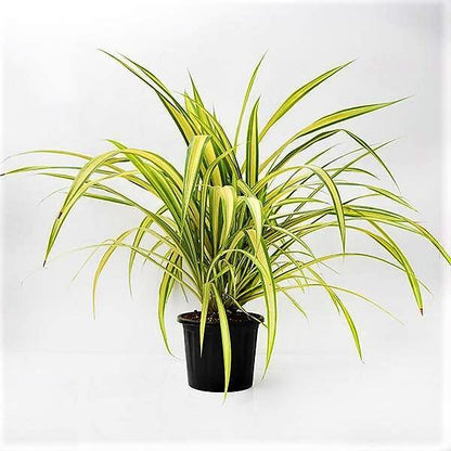 Pandanus Baptistii Variegata - www.Greenie.ae Buy online Best and Healthy Plants and quality products guarantee in Dubai Plants Shop in Dubai Abu Dhabi all over UAE Plants near me Fresh Plants in Dubai where to buy plants in UAE - Greenie.ae