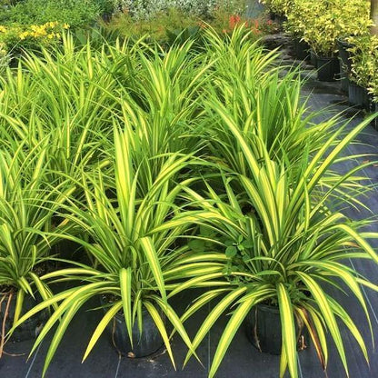 Pandanus Baptistii Variegata - www.Greenie.ae Buy online Best and Healthy Plants and quality products guarantee in Dubai Plants Shop in Dubai Abu Dhabi all over UAE Plants near me Fresh Plants in Dubai where to buy plants in UAE - Greenie.ae