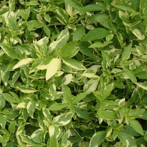 Alternanthera Ficoidea, Gold (small) - www.Greenie.ae Buy online Best and Healthy Plants and quality products guarantee in Dubai Plants Shop in Dubai Abu Dhabi all over UAE Plants near me Fresh Plants in Dubai where to buy plants in UAE - Greenie.ae