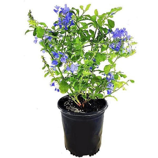 Plumbago Capensis, The Blue Plumbago - www.Greenie.ae Buy online Best and Healthy Plants and quality products guarantee in Dubai Plants Shop in Dubai Abu Dhabi all over UAE Plants near me Fresh Plants in Dubai where to buy plants in UAE - Greenie.ae