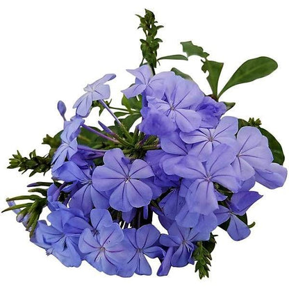 Plumbago Capensis, The Blue Plumbago - www.Greenie.ae Buy online Best and Healthy Plants and quality products guarantee in Dubai Plants Shop in Dubai Abu Dhabi all over UAE Plants near me Fresh Plants in Dubai where to buy plants in UAE - Greenie.ae