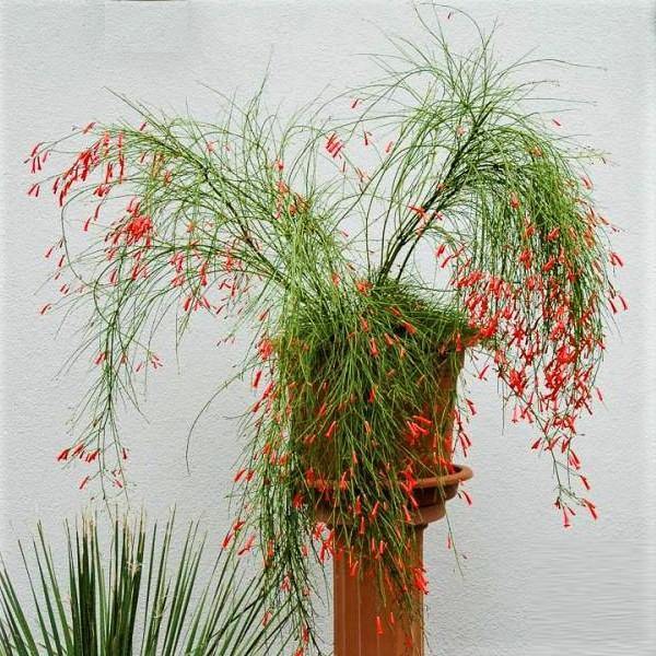 Russelia Equisetiformis, Coral Plant, Firecracker Plant - www.Greenie.ae Buy online Best and Healthy Plants and quality products guarantee in Dubai Plants Shop in Dubai Abu Dhabi all over UAE Plants near me Fresh Plants in Dubai where to buy plants in UAE - Greenie.ae