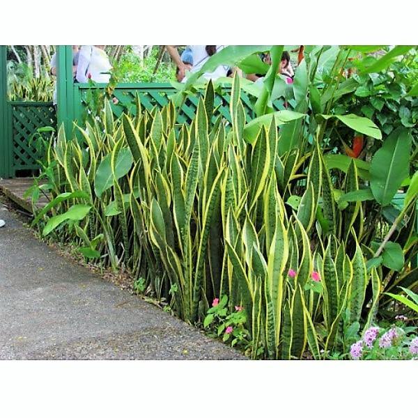 snake plant uae Sansevieria Trifasciata Snake Plant Dubai UAE best online Plants