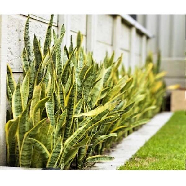 snake plant dubai Sansevieria Trifasciata, Superba, Snake Plant, Outdoor