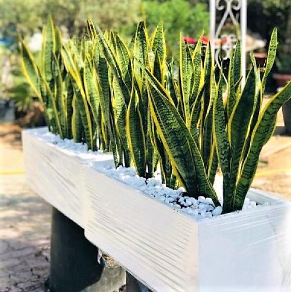 snake plant dubai Sansevieria Trifasciata, Superba, Snake Plant, Outdoor