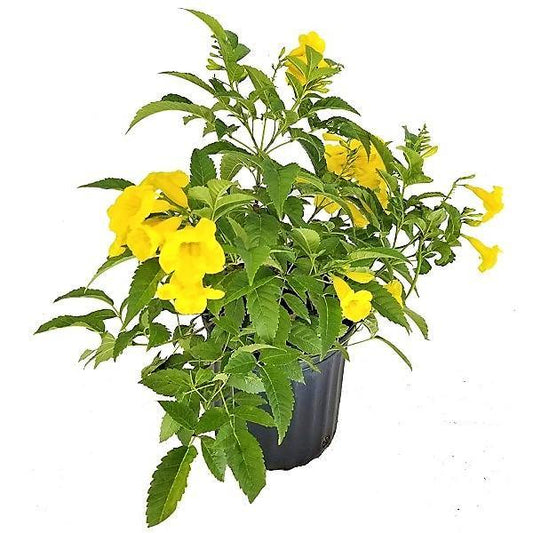 Yellow Bells, Tecoma Stans - www.Greenie.ae Buy online Best and Healthy Plants and quality products guarantee in Dubai Plants Shop in Dubai Abu Dhabi all over UAE Plants near me Fresh Plants in Dubai where to buy plants in UAE - Greenie.ae