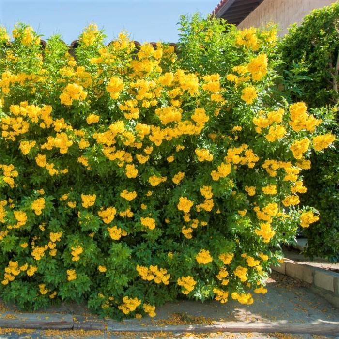 Yellow Bells, Tecoma Stans - www.Greenie.ae Buy online Best and Healthy Plants and quality products guarantee in Dubai Plants Shop in Dubai Abu Dhabi all over UAE Plants near me Fresh Plants in Dubai where to buy plants in UAE - Greenie.ae