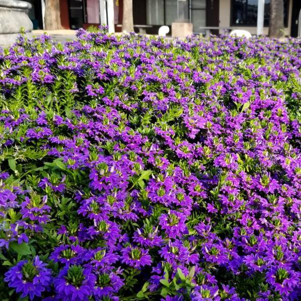 Scaevola Aemula, Blue Wonder - www.Greenie.ae Buy online Best and Healthy Plants and quality products guarantee in Dubai Plants Shop in Dubai Abu Dhabi all over UAE Plants near me Fresh Plants in Dubai where to buy plants in UAE - Greenie.ae