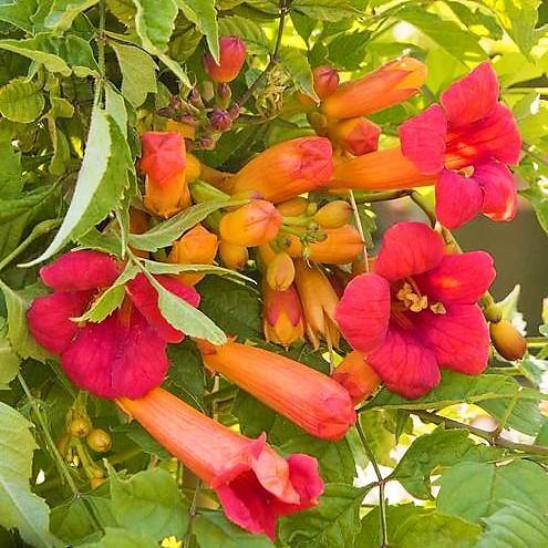 Campsis Radicans, Trumpet Vine - www.Greenie.ae Buy online Best and Healthy Plants and quality products guarantee in Dubai Plants Shop in Dubai Abu Dhabi all over UAE Plants near me Fresh Plants in Dubai where to buy plants in UAE - Greenie.ae
