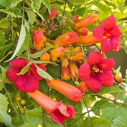 Campsis Radicans, Trumpet Vine - www.Greenie.ae Buy online Best and Healthy Plants and quality products guarantee in Dubai Plants Shop in Dubai Abu Dhabi all over UAE Plants near me Fresh Plants in Dubai where to buy plants in UAE - Greenie.ae