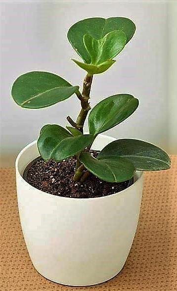 Baby Rubber, Pepper face, Peperomia Obtusifolia - www.Greenie.ae Buy online Best and Healthy Plants and quality products guarantee in Dubai Plants Shop in Dubai Abu Dhabi all over UAE Plants near me Fresh Plants in Dubai where to buy plants in UAE - Greenie.ae