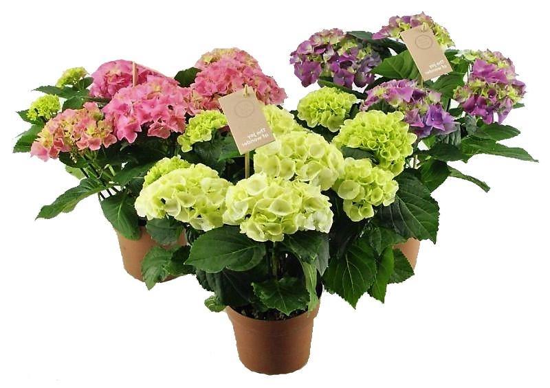 Hydrangea Mix - www.Greenie.ae Buy online Best and Healthy Plants and quality products guarantee in Dubai Plants Shop in Dubai Abu Dhabi all over UAE Plants near me Fresh Plants in Dubai where to buy plants in UAE - Greenie.ae