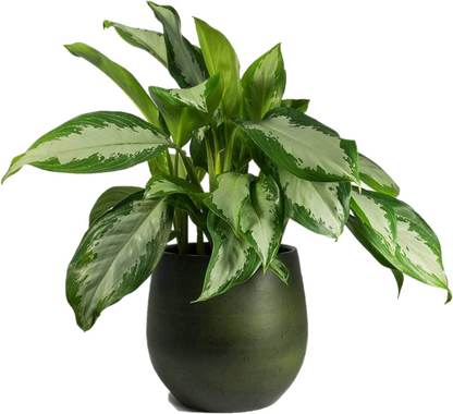 aglaonema pattaya Aglaonema Pattaya Beauty Buy online Plants Dubai UAE