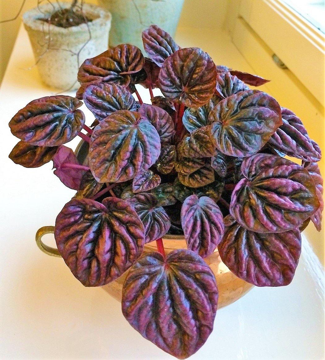 Peperomia Red Luna - www.Greenie.ae Buy online Best and Healthy Plants and quality products guarantee in Dubai Plants Shop in Dubai Abu Dhabi all over UAE Plants near me Fresh Plants in Dubai where to buy plants in UAE - Greenie.ae
