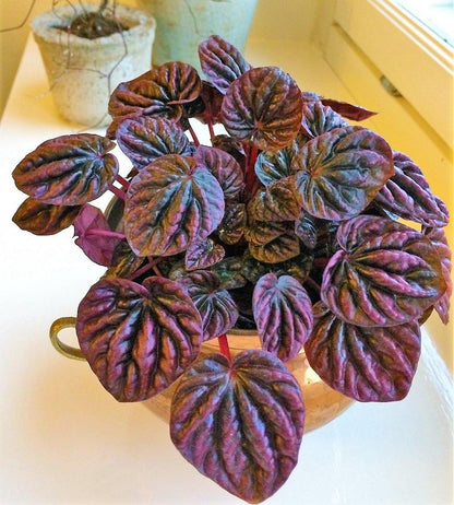 Peperomia Red Luna - www.Greenie.ae Buy online Best and Healthy Plants and quality products guarantee in Dubai Plants Shop in Dubai Abu Dhabi all over UAE Plants near me Fresh Plants in Dubai where to buy plants in UAE - Greenie.ae