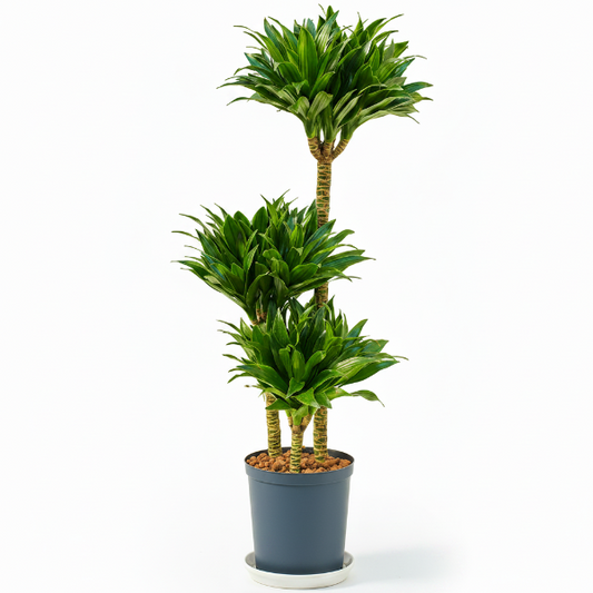 Dracaena Fragrans, Compacta - www.Greenie.ae Buy online Best and Healthy Plants and quality products guarantee in Dubai Plants Shop in Dubai Abu Dhabi all over UAE Plants near me Fresh Plants in Dubai where to buy plants in UAE - Greenie.ae