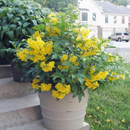 Yellow Bells, Tecoma Stans - www.Greenie.ae Buy online Best and Healthy Plants and quality products guarantee in Dubai Plants Shop in Dubai Abu Dhabi all over UAE Plants near me Fresh Plants in Dubai where to buy plants in UAE - Greenie.ae
