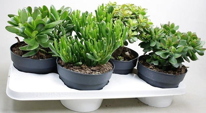 Crassula Mix - www.Greenie.ae Buy online Best and Healthy Plants and quality products guarantee in Dubai Plants Shop in Dubai Abu Dhabi all over UAE Plants near me Fresh Plants in Dubai where to buy plants in UAE - Greenie.ae