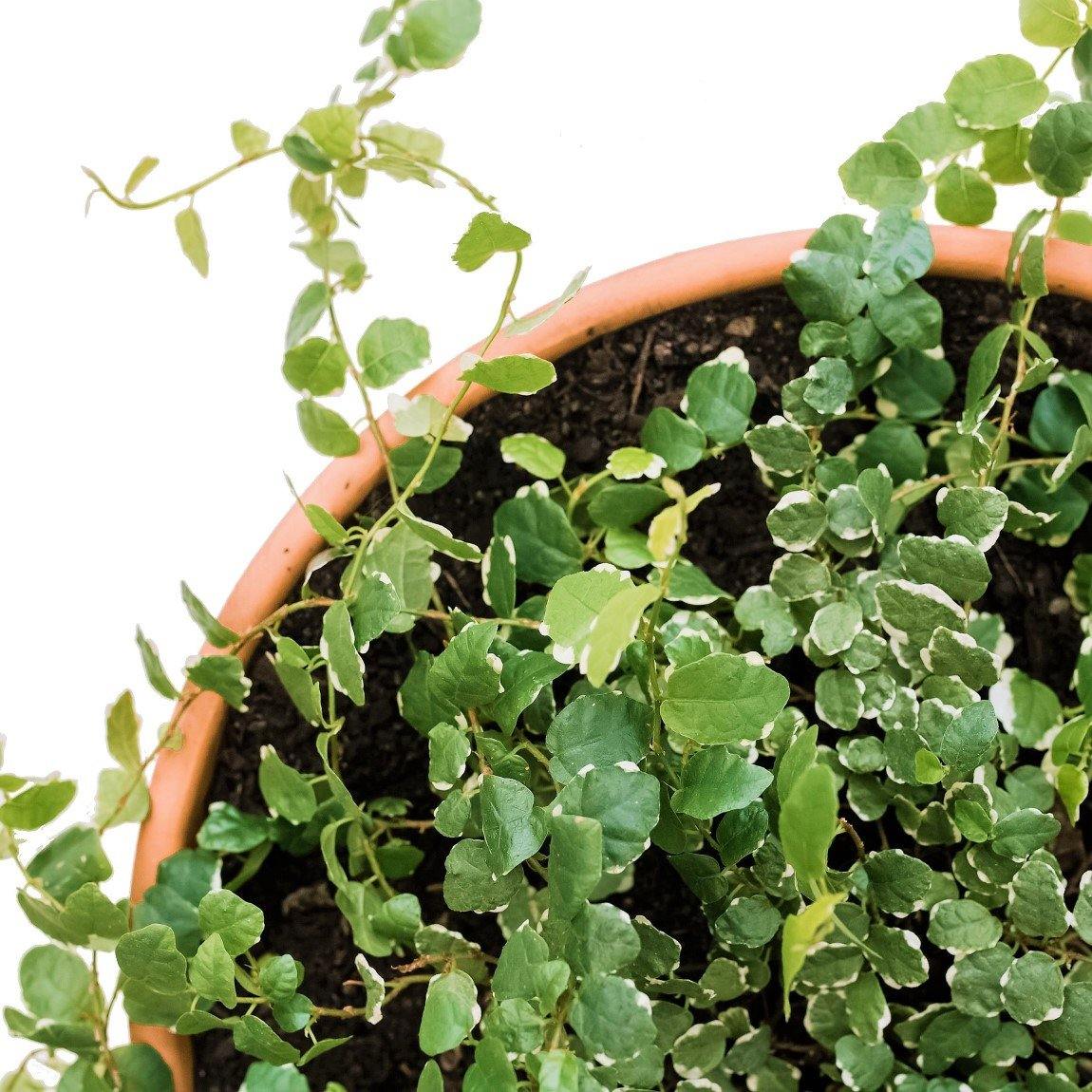 Climbing Fig, Ficus Pumila - www.Greenie.ae Buy online Best and Healthy Plants and quality products guarantee in Dubai Plants Shop in Dubai Abu Dhabi all over UAE Plants near me Fresh Plants in Dubai where to buy plants in UAE - Greenie.ae