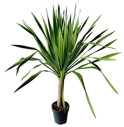 Dracaena Draco, Drago, Dragon Tree - www.Greenie.ae Buy online Best and Healthy Plants and quality products guarantee in Dubai Plants Shop in Dubai Abu Dhabi all over UAE Plants near me Fresh Plants in Dubai where to buy plants in UAE - Greenie.ae