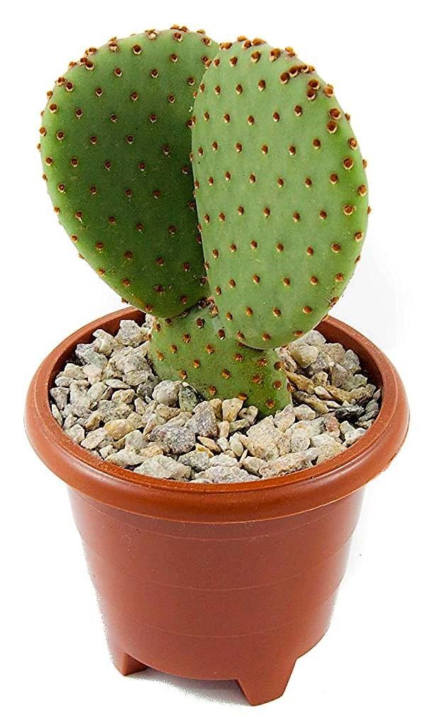 Bunny Ears, Cactus Opuntia Albata - www.Greenie.ae Buy online Best and Healthy Plants and quality products guarantee in Dubai Plants Shop in Dubai Abu Dhabi all over UAE Plants near me Fresh Plants in Dubai where to buy plants in UAE - Greenie.ae