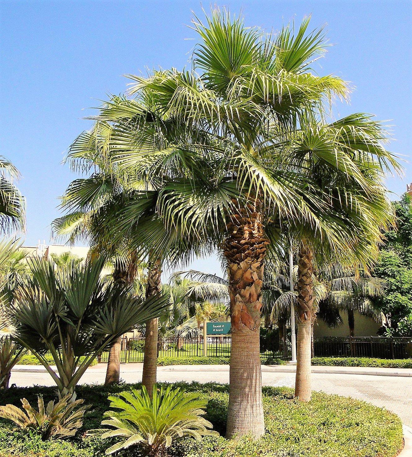 Mexican Fan Palm, Washingtonia Robusta - www.Greenie.ae Buy online Best and Healthy Plants and quality products guarantee in Dubai Plants Shop in Dubai Abu Dhabi all over UAE Plants near me Fresh Plants in Dubai where to buy plants in UAE - Greenie.ae