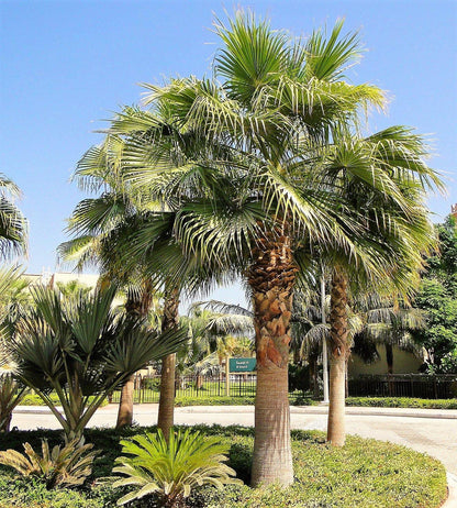 Mexican Fan Palm, Washingtonia Robusta - www.Greenie.ae Buy online Best and Healthy Plants and quality products guarantee in Dubai Plants Shop in Dubai Abu Dhabi all over UAE Plants near me Fresh Plants in Dubai where to buy plants in UAE - Greenie.ae