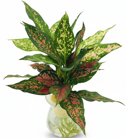 Aglaonema Sp , Wishes - www.Greenie.ae Buy online Best and Healthy Plants and quality products guarantee in Dubai Plants Shop in Dubai Abu Dhabi all over UAE Plants near me Fresh Plants in Dubai where to buy plants in UAE - Greenie.ae