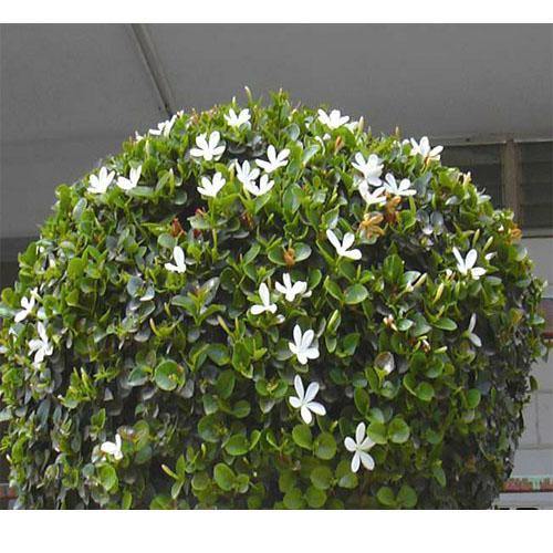 Carissa Grandiflora, Prostrata, Natal Plum - www.Greenie.ae Buy online Best and Healthy Plants and quality products guarantee in Dubai Plants Shop in Dubai Abu Dhabi all over UAE Plants near me Fresh Plants in Dubai where to buy plants in UAE - Greenie.ae