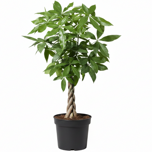 Pachira Aquatica, Money Tree (Twisted Trunk) - www.Greenie.ae Buy online Best and Healthy Plants and quality products guarantee in Dubai Plants Shop in Dubai Abu Dhabi all over UAE Plants near me Fresh Plants in Dubai where to buy plants in UAE - Greenie.ae